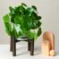 Best plant delivery London