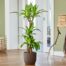 Plant delivery London