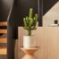 Indoor plant delivery in London