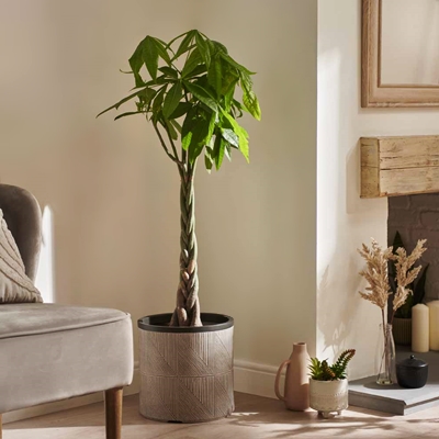 House plant delivery in London